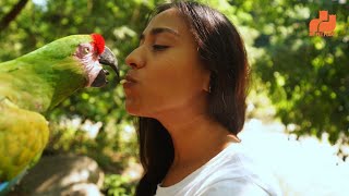 😍 7 സംസാരിക്കുന്ന തത്തക്കൾ🦜| Top 7 Best Talking Parrots | Talking Birds | Malayalam | MY PET PLANT