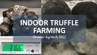 GROWER Indoor Truffle Farm