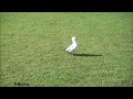 seagull in nz february 27 2023