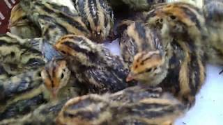 বতা চৰাই ফ্ৰাম গোলাঘাট। quail birds farming assam