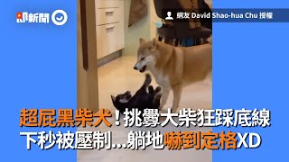 超屁黑柴犬狂踩大柴犬底線　下秒被壓制...躺地嚇到定格｜寵物｜狗｜挑釁