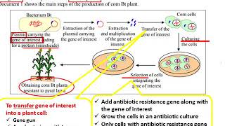 Biology Transgenesis, GMO Bt corn plants