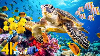 [NEW] 11HRS Stunning 4K Underwater Wonders - Relaxing Music, Coral Reefs, Fish-Colorful Sea Life #79