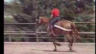 Tellington TTouch® Training for a Mare Nervous Under Saddle