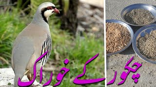 Best food for chakor in wanter | chakor winters foods.  Chakor ki khorak. #pets #birds #youtube