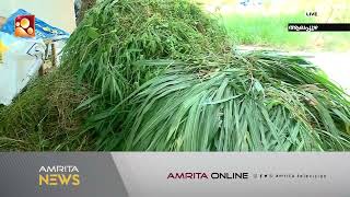 വേനലിൽ വാടി നെൽകൃഷി | Amrita News