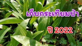 เก็บกระเทียมป่าปี 2022 ใบกำลังอ่อนๆ#กระเทียมป่า #wildgarlic #bärlauch #ผักป่า #ผักป่าในต่างแดน