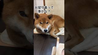 話の分かる男、力丸！お留守番編…#柴犬 #柴犬のいる暮らし #柴犬の日常 #お留守番 #力丸