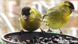 Vögel im Winter ganz nah