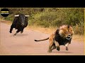 30 Momentos Búfalo Fere Leão, O Que Acontece A Seguir? | Animais Selvagens