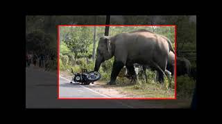 NUMALIGARH ELEPHANT VS VILLEGERS DESTROIED ROYAL ENFIELD