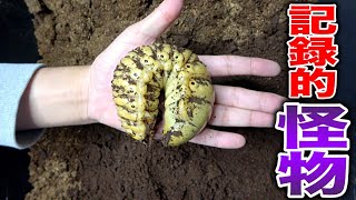 【1000日経っても幼虫まま…】世界最重量のカブトムシの幼虫が化け物過ぎる