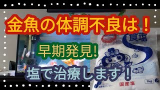 [丸物水槽]　出目金　目の病気　おばちゃま治療します…　塩浴　水換え　早期発見…