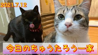 タッチして梅子ねぇさんにちょっかい出す怖いもの知らずのめーちゃん😳保護猫　ネコ　ねこ byちゅうたろう一家(2021.7.12)#かわいい #猫 #cat #癒し   #shorts #変顔