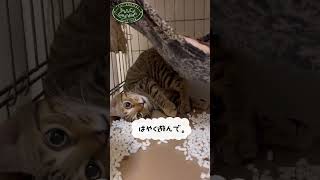 遊びの誘い方の癖が強すぎるキジ子猫　#保護猫 #子猫 #猫のいる暮らし