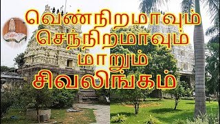 Surutapalli Temple History/Nagalapuram Temple/ Thiruthani Temple / Thiruvalangadu Temple/ Thakkolam