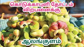 4 ஏக்கர் கொடுக்காப்புளி தோட்டம் விற்பனைக்கு ஆலங்குளம் || 4 Acre Madras Thorn Garden Sales Alangulam