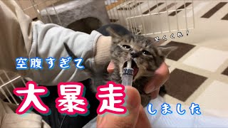 [保護猫]子猫がミルクを見た途端 豹変しました「生後19日目#5」