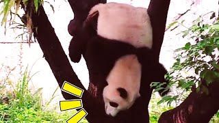 圓寶把自己掛在樹上扭扭扭，圓寶好可愛|熊貓貓熊The Giant Panda Yuan Yuan and Yuan Bao|台北市立動物園