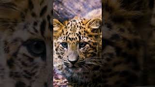 Cute Animals World #Baby Leopard #Shorts