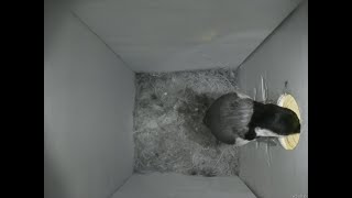 Nestbox 20180916/09:00 - 572 frames with movement