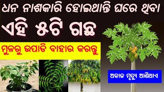 ଘର ପାଖରେ ଯଦି ଏହି ଗଛ ଅଛି ତାହେଲେ ଆଜି ହିଁ ଉପାଡି ଫୋପାଡନ୍ତୁ | ଆଣିଥାଏ ଅକାଳ ମୃତ୍ୟୁ | My Tips Odia