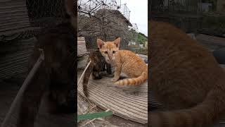 可愛い猫パンチで攻撃してくる子猫達　 #猫 #野良猫 #野郎が撮った猫動画