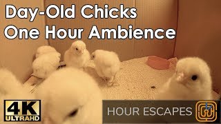 4K Day-Old Chicks - One Hour Ambient Sound and Video