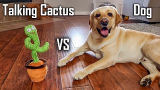 Confused Dog vs Talking Cactus | Too Funny | Hilarious Reaction