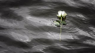 Pollution : en Serbie, les eaux du Danube s'assombrissent