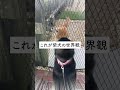 no 110 たった5秒で感じる癖になる癒し！柴犬たちの素朴な再会 柴犬との暮らし 柴犬と暮らす shorts dog ＃5秒