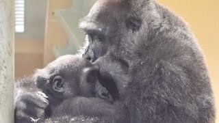 Gorilla⭐️mother's love！Genki hugs and warms her sleeping son.【Momotaro family】