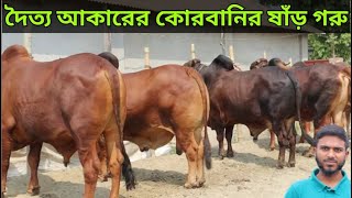 দৈত্য আঁকারের কোরবানির ষাঁড় গরুর দাম জানুন। লটে লটে শাহীওয়াল ষাঁড় গরুর দাম। মা-বাবার দোয়া এগ্রো