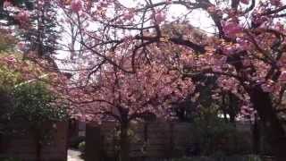 東京の桜　荻窪　大田黒公園の里桜（さとざくら）　２０１５．４．１２