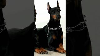 Why Are Dobermans Known as the Most Loyal and Smartest Dogs?