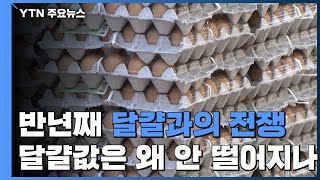 반년째 '달걀과의 전쟁'...달걀값 왜 안 떨어지나 / YTN