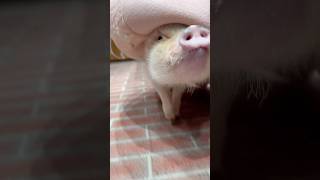 呼ばれて飛び出てこんにちはマイクロブタです #pignic #micropig #pig