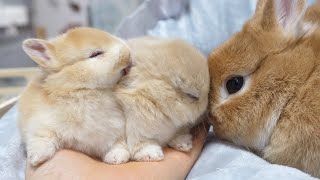 A family of rabbits who take turns grooming each other [Netherland Dwarf]