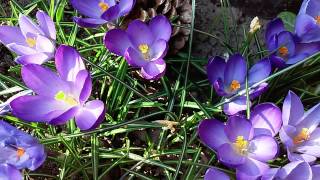 krokusy w ogrodzie.szafran w ogrodzie.crocus