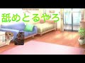 猫ミーム下手だけど前の動画はミスったコメントいいねチャンネル登録よろしく