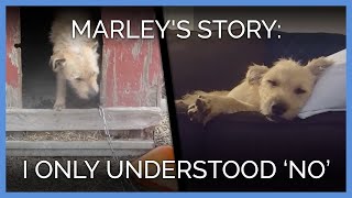 The Only Word This Dog Knew Was 'No'—See Him Now!