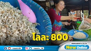 ไข่มดแดงราคาพุ่งกิโลละ 800 แม่ค้าหมกขายห่อละ 20 ทำแทบไม่ทัน