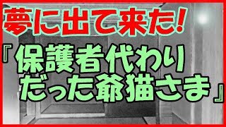 【感動する話 猫】夢に出て来た！『保護者代わりだった爺猫さま』【動物 いい話】