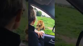 Funny Dogs Try Not To Laugh Funniest Animals #shorts #shortsfeed #viralshorts #funnyshorts #trending