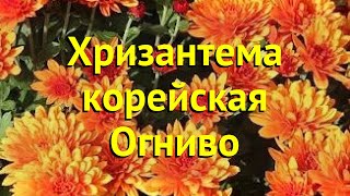 Хризантема корейская. Краткий обзор, описание характеристик chrysanthemum koreanum Огниво