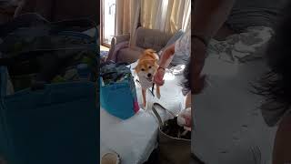 構って構っての柴犬　#柴犬 #癒し動画犬