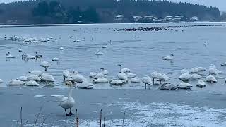 白鳥の群れ　2025年2月 秋田