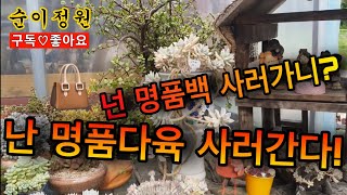 명품 다육이 가득~ 샤넬 저리가!  다수야농원 구석구석 예쁜 아가들 구경해보아요~!