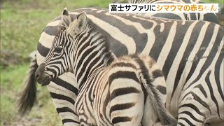 富士サファリパークでシマウマの赤ちゃんが誕生 かわいらしい姿が人気を集める（静岡県）