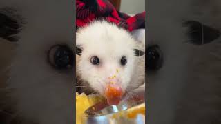 This possum has been abandoned many times.#shorts #animals #opossum #cute